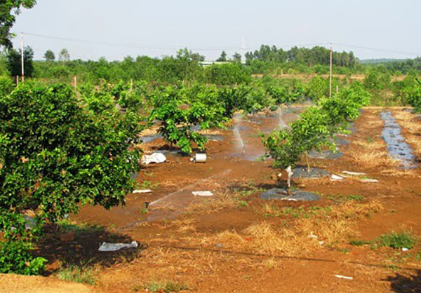 tuoi-nuoc-cho-cay-buoi