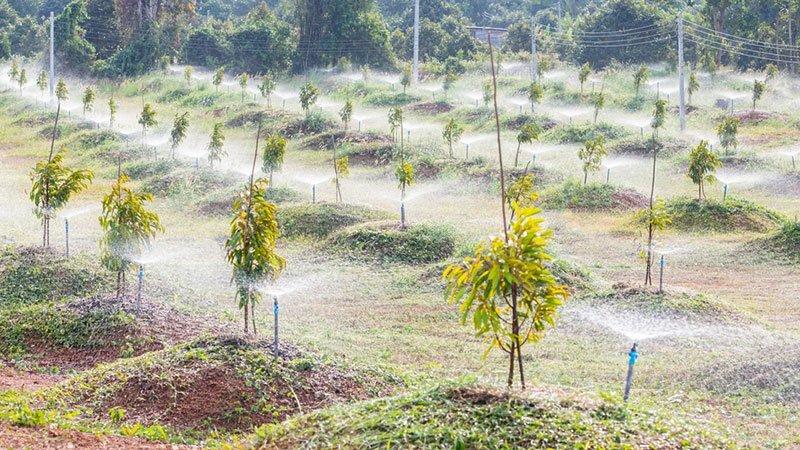 Tưới nước đóng vai trò quan trọng trong giai đoạn cây mới trồng