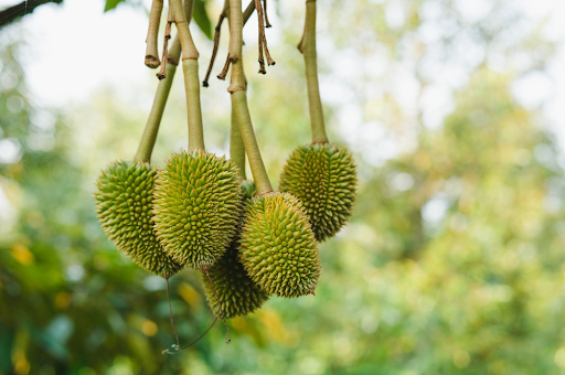 Tại sao cần thực hiện cách dìu đọt sầu riêng khi mang trái?