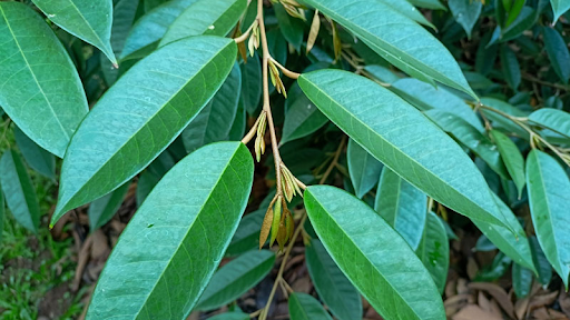 Thời điểm thực hiện cách dìu đọt sầu riêng thích hợp