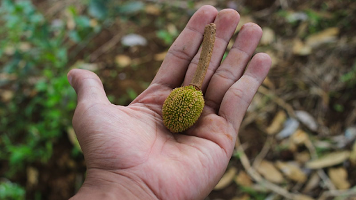 Thuốc Chống Rụng Trái Non: Giải Pháp Tối Ưu