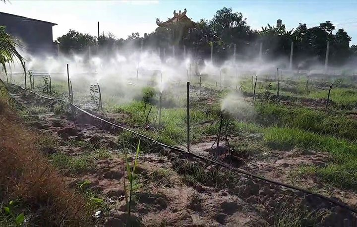 Kiểm tra và điều trị sâu bệnh khi chăm sóc cây sầu riêng đang ra bông