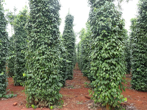 Cách khắc phục khi cây tiêu bị cháy lá