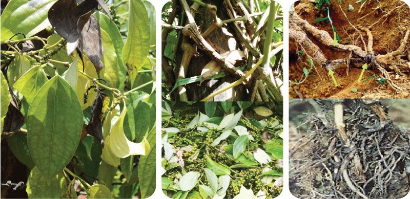 Nguyên nhân của bệnh chết nhanh trên tiêu