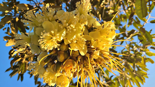 Tại sao sầu riêng xổ nhụy gặp mưa lại là vấn đề?