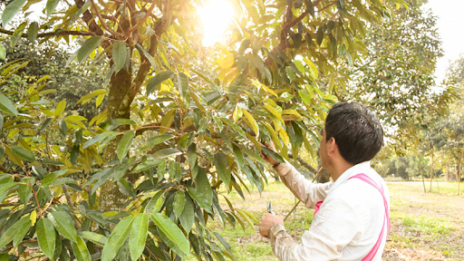 Cần làm gì khi sầu riêng xổ nhụy gặp mưa?