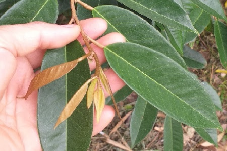 Cách dìu đọt sầu riêng hiệu quả