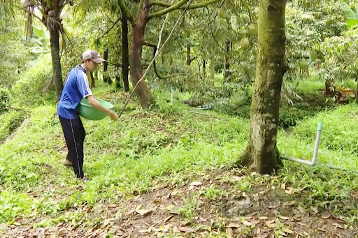 Chăm sóc sầu riêng khi xổ nhụy: Bón phân đầy đủ