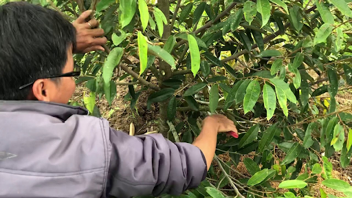 Chăm sóc sầu riêng sau khi xổ nhụy: Tỉa bông và cột cành