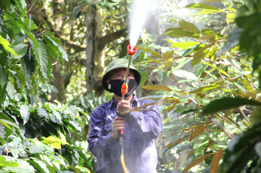 Lợi ích của việc phun Canxi Bo cho sầu riêng