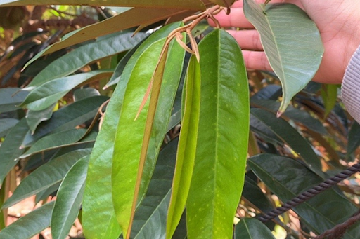 Kéo đọt sầu riêng sau thu hoạch đúng kỹ thuật giúp cây phát triển lâu dài