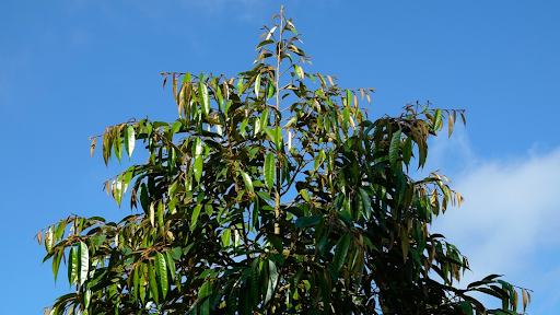 Nguyên nhân sầu riêng rụng lá khô cành