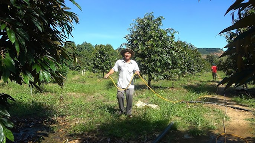 Thời điểm thích hợp để phun Canxi Bo cho sầu riêng