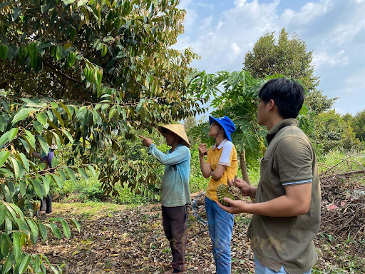 Cách phun Canxi Bo cho sầu riêng