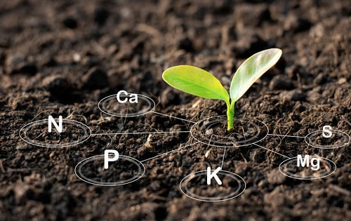 Cách Bổ Sung Canxi Cho Cây Trồng: Tại Sao Canxi Quan Trọng Cho Cây Trồng?