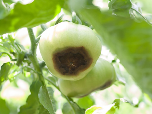 Cách Bổ Sung Canxi Cho Cây Trồng: Các Dấu Hiệu Thiếu Canxi Ở Cây Trồng