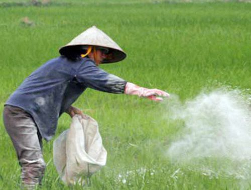 Sử Dụng Vôi Nông Nghiệp