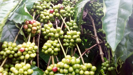 Đặc điểm sinh trưởng ảnh hưởng đến khoảng cách trồng cà phê dây