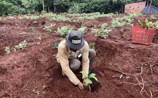 Kỹ thuật trồng cà phê TR4: Ưu điểm vượt trội của giống cà phê TR4