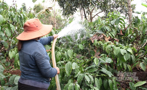 Lượng nước cho từng giai đoạn tưới cà phê mùa khô