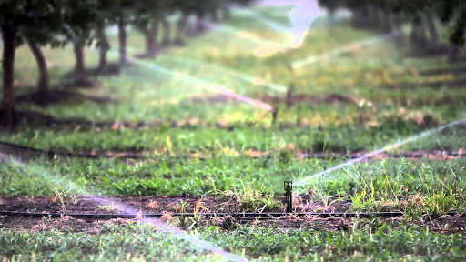 Phương pháp tưới cà phê mùa khô hiệu quả