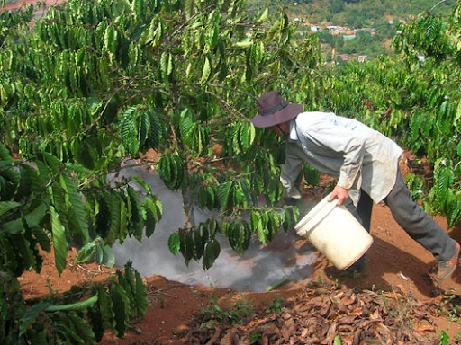 Lưu ý khi tưới cà phê mùa khô