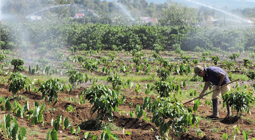 Một số nguyên tắc cơ bản hướng dẫn việc tưới nước cà phê tốt nhất