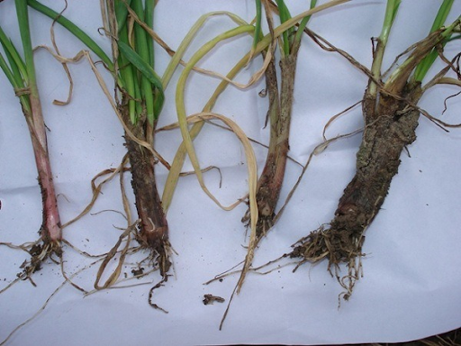 Bệnh thối gốc, rễ ở lúa