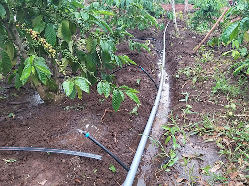 Cách chôn ống tưới cà phê hiệu quả