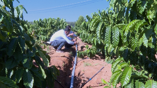 Một số lưu ý khi thực hiện cách chôn ống tưới cà phê