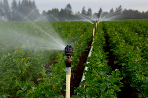 Cách chăm sóc cà phê mới trồng: Tưới nước hợp lý