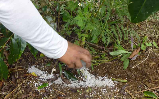 Cách chăm sóc cà phê mới trồng: Bón phân đầy đủ
