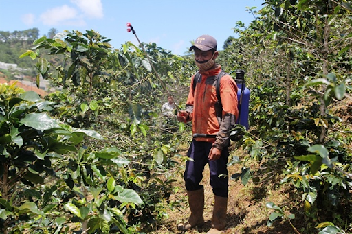 Cách chăm sóc cà phê mới trồng: Phòng trừ sâu bệnh hại