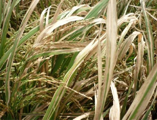 Bệnh bạc lá ở lúa