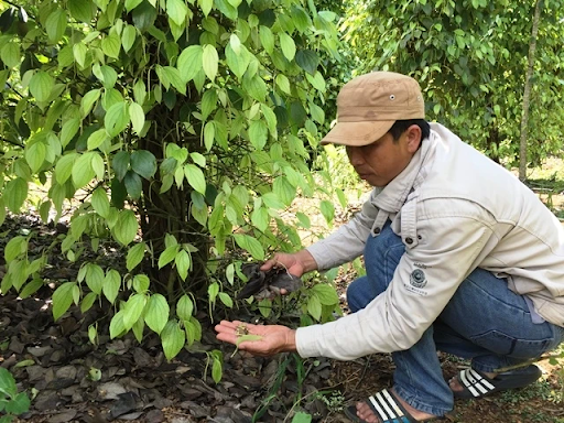 Nguyên nhân cây tiêu bị cháy lá