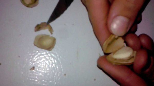 uom-va-trong-cay-dao