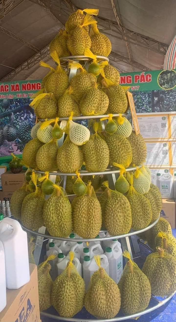 Sầu riêng được trung bày tại gian hàng