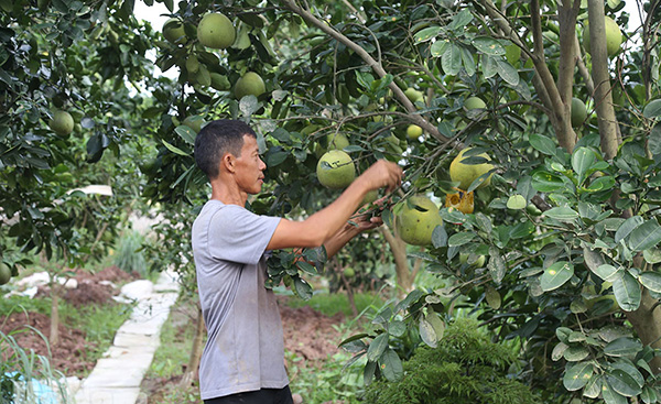 vuon-trong-cay-an-qua