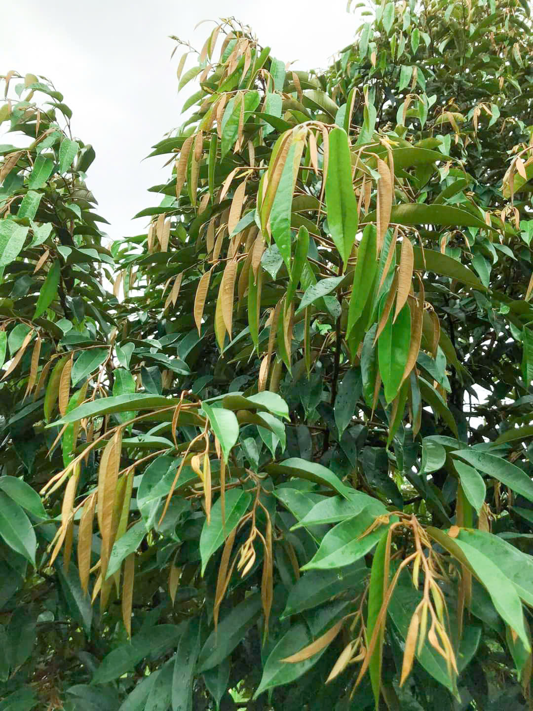 Cơi đọt sầu riêng ra đều và khỏe là yếu tố quyết định năng suất và chất lượng trái