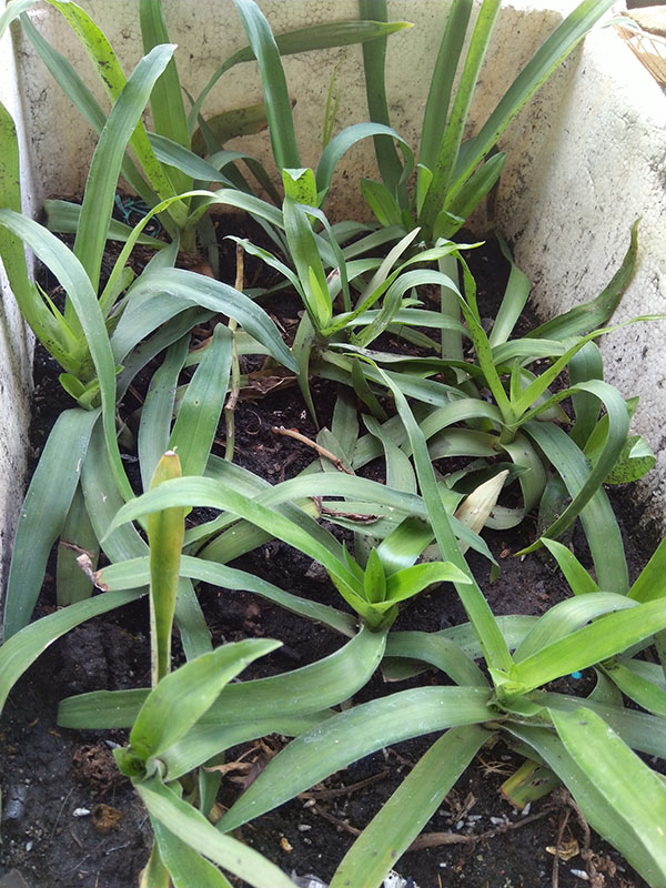 Cây bao tử - cỏ linh chi thảo - địa chỉ bán giống cây bao tử