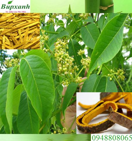 Hoàng bá | Vỏ cây núc nác | Địa chỉ bán hoàng bá nam chữa bệnh ngoài da, vảy nến