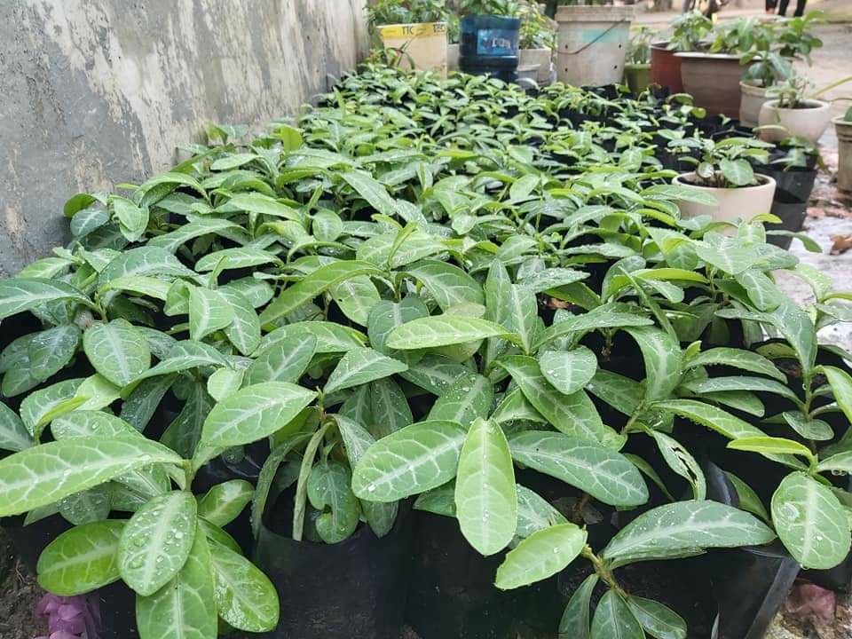 Cách phân biết lá lưỡi người | Cây lưỡi nhân | Cây lưỡi người | Cây cam xũng địa chỉ bán lá lưỡi nhân