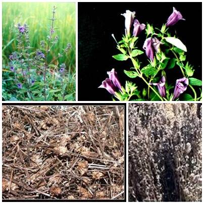 Cây nhân trần | bồ chè, chè đồng, chè nội, chè cát, nhân trần cao