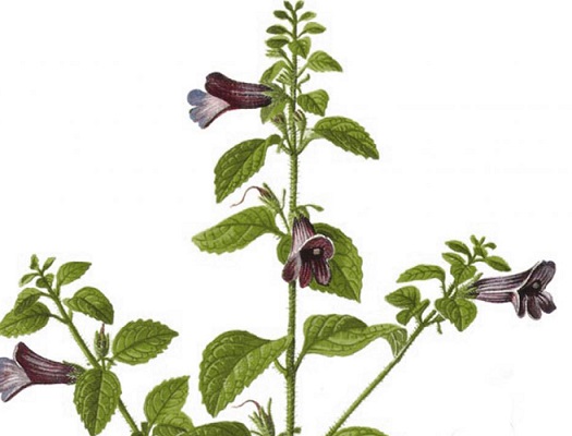 Cây nhân trần | bồ chè, chè đồng, chè nội, chè cát, nhân trần cao