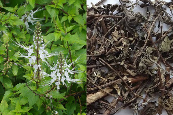 Cây râu mèo | Cây bông bạc | Địa chỉ bán cây râu mèo khô