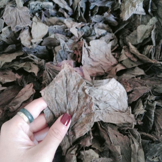 Lá trầu không | Địa chỉ bán lá trầu không | Công dụng, tác dụng chữa vảy nên, viêm gia cơ địa