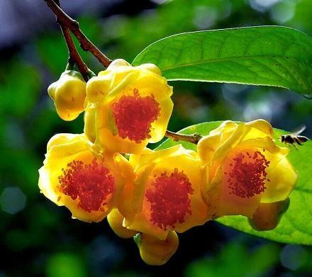 Cây trà hoa vàng, cách sử dụng