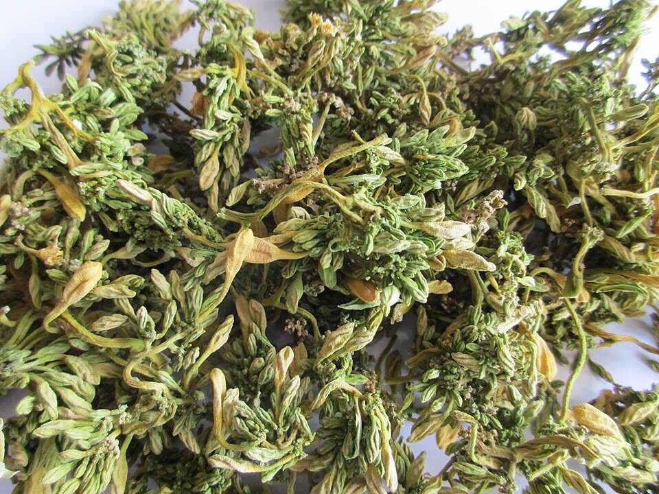 Lá cây đu đủ | Địa chỉ bán lá cây đu đủ đực