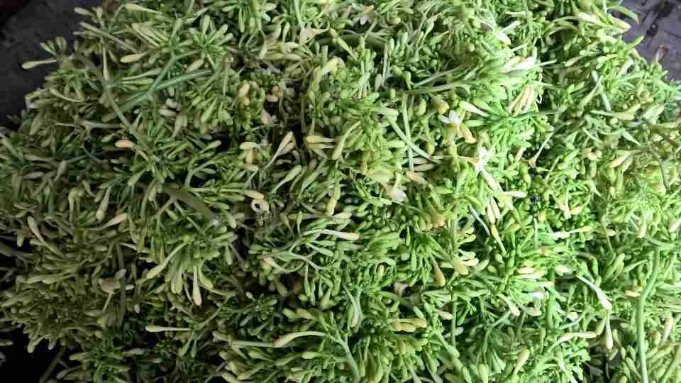 Lá cây đu đủ | Địa chỉ bán lá cây đu đủ đực