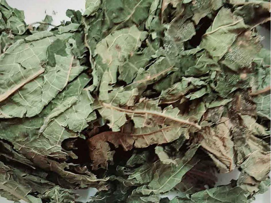 Lá cây đu đủ | Địa chỉ bán lá cây đu đủ đực